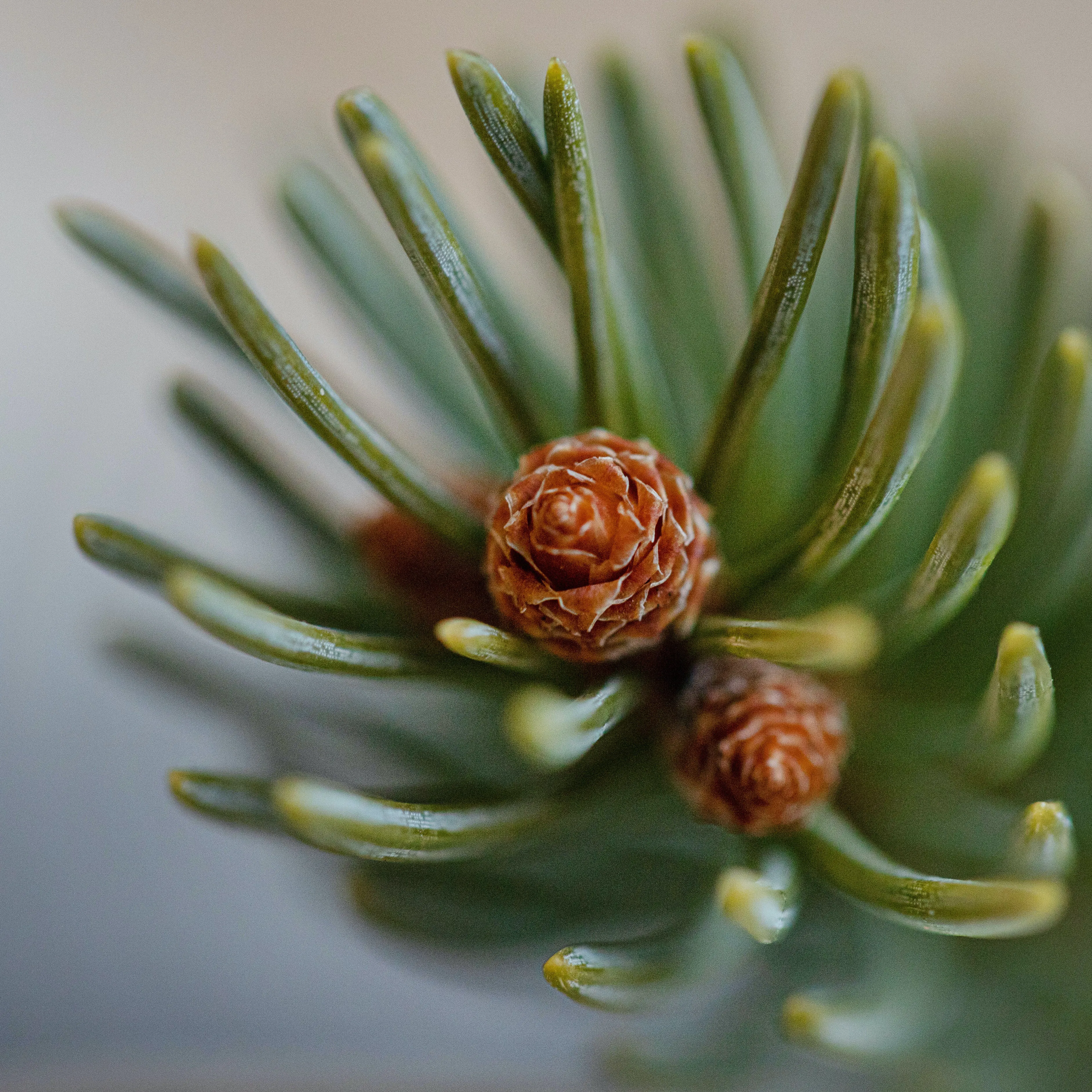 Balsam Fir Essential Oil*