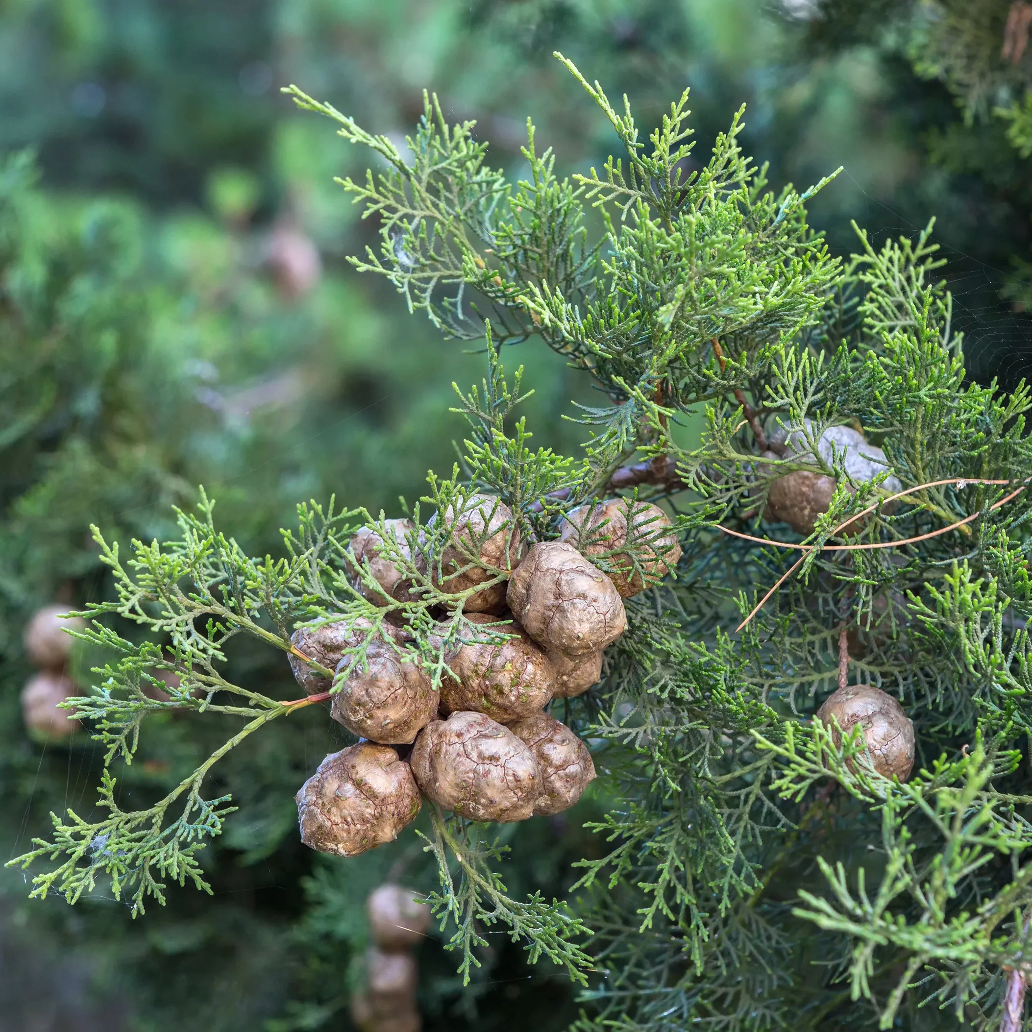 Cypress Essential Oil*