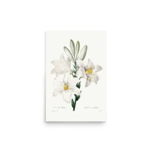Drummond Willow – Botanical Art by Mary Vaux Walcott (Unframed)