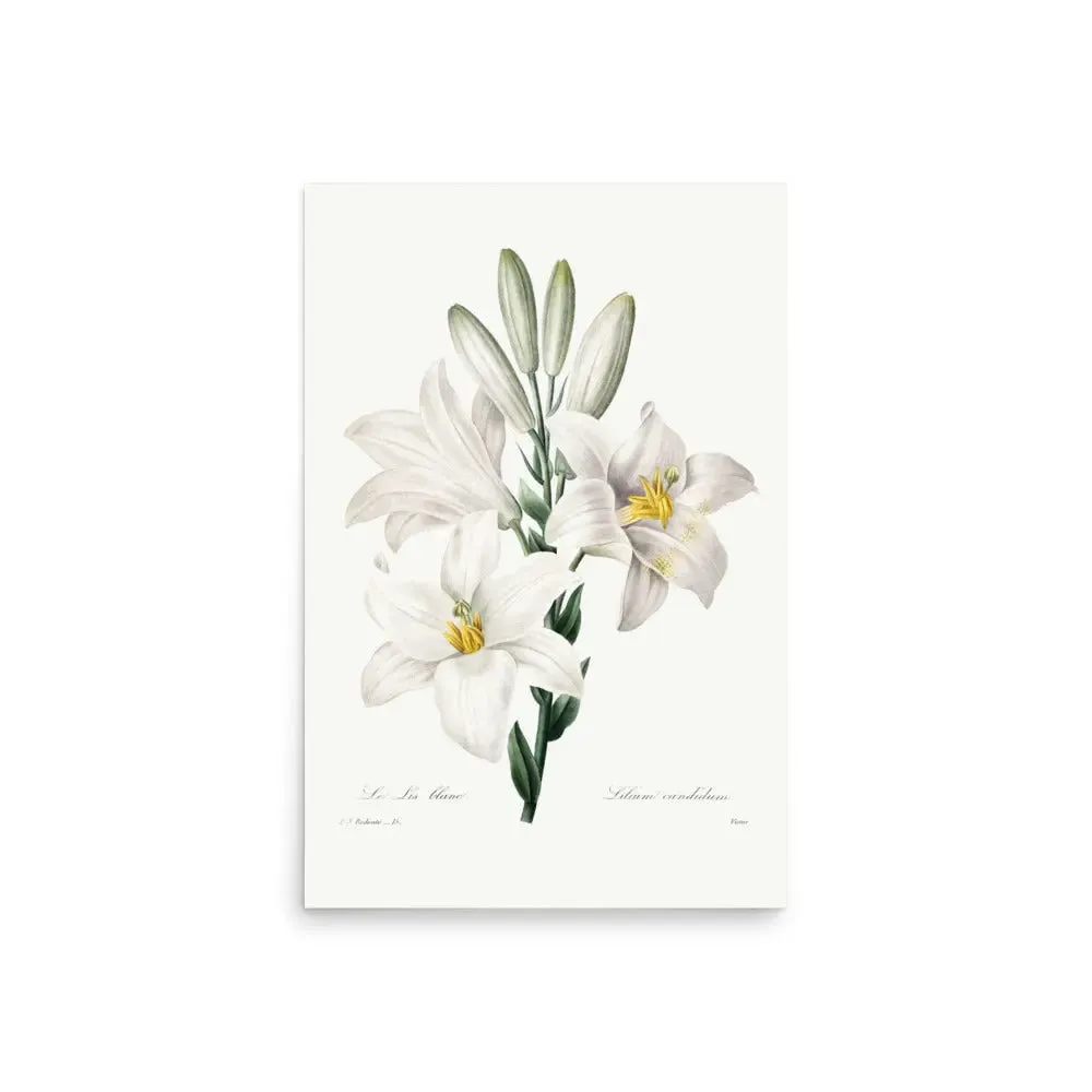 Drummond Willow – Botanical Art by Mary Vaux Walcott (Unframed)