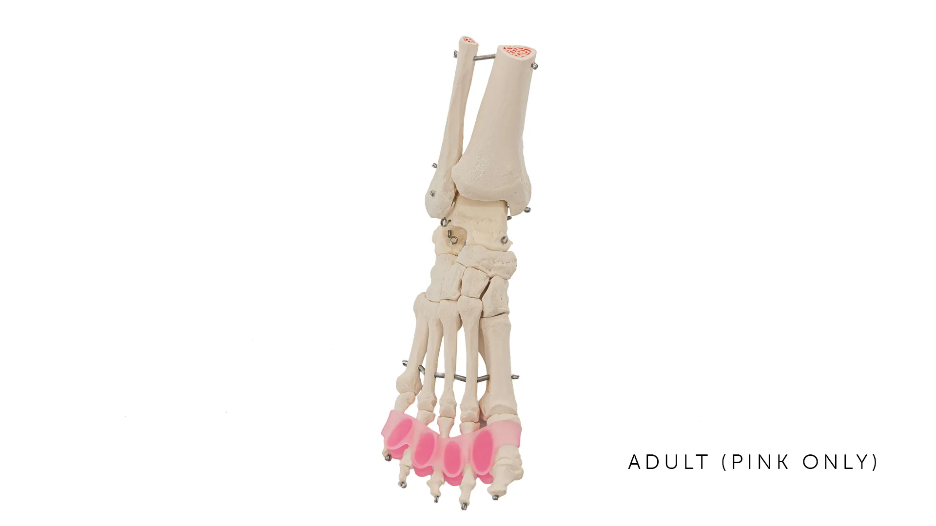 Flamingo Feet | Toe Spreaders
