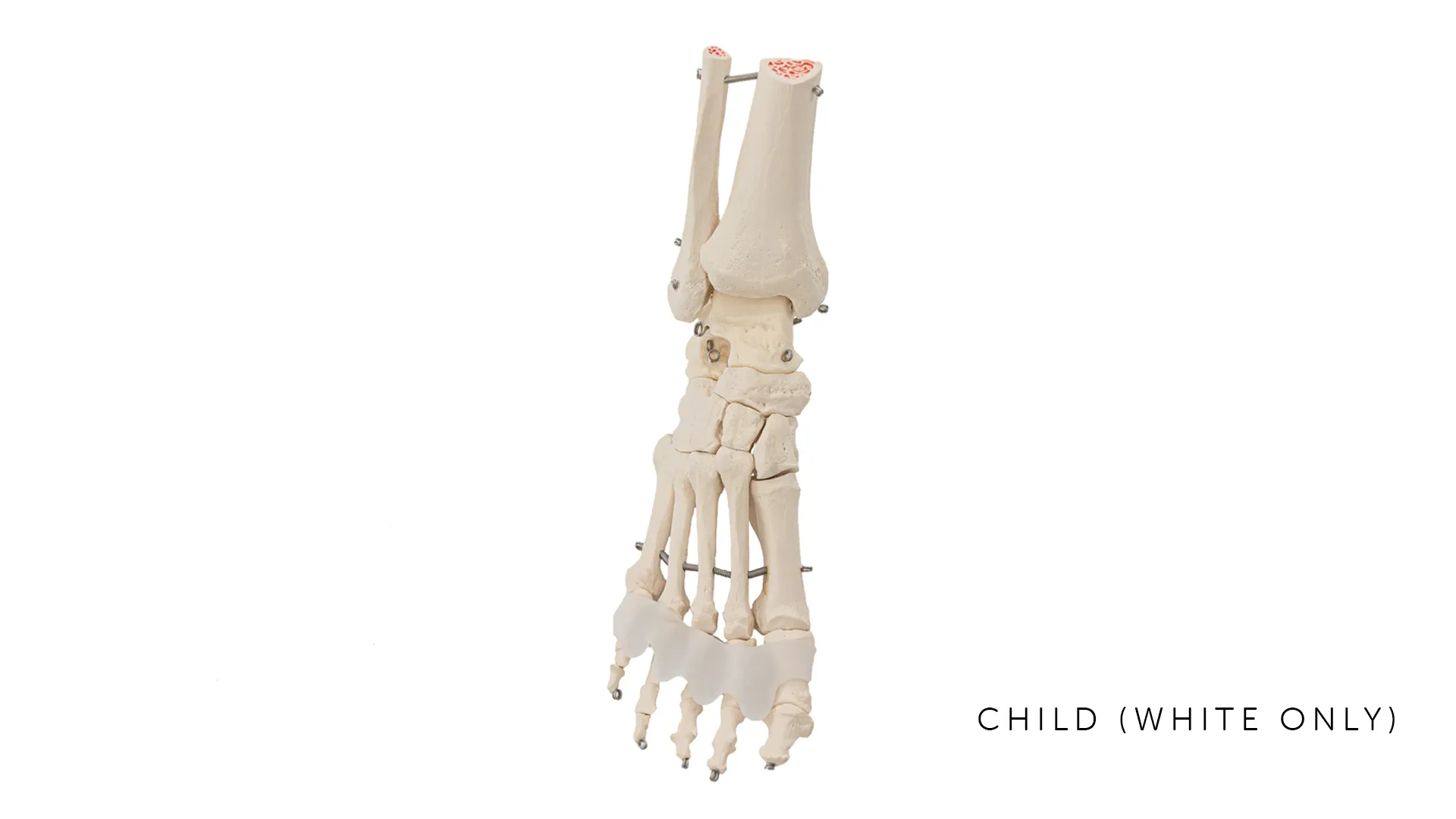 Flamingo Feet | Toe Spreaders