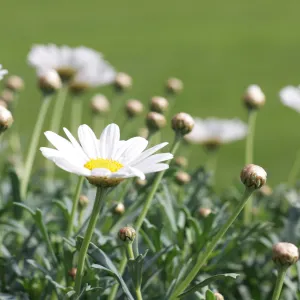 German Chamomile Essential Oil*