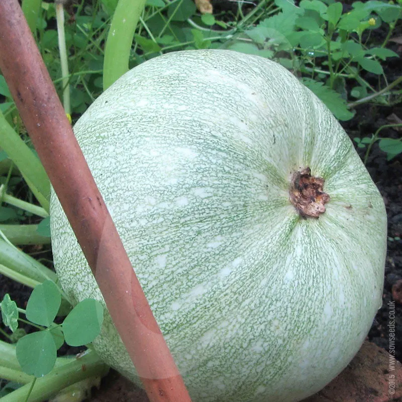 Squash Crown Prince F1 Seeds